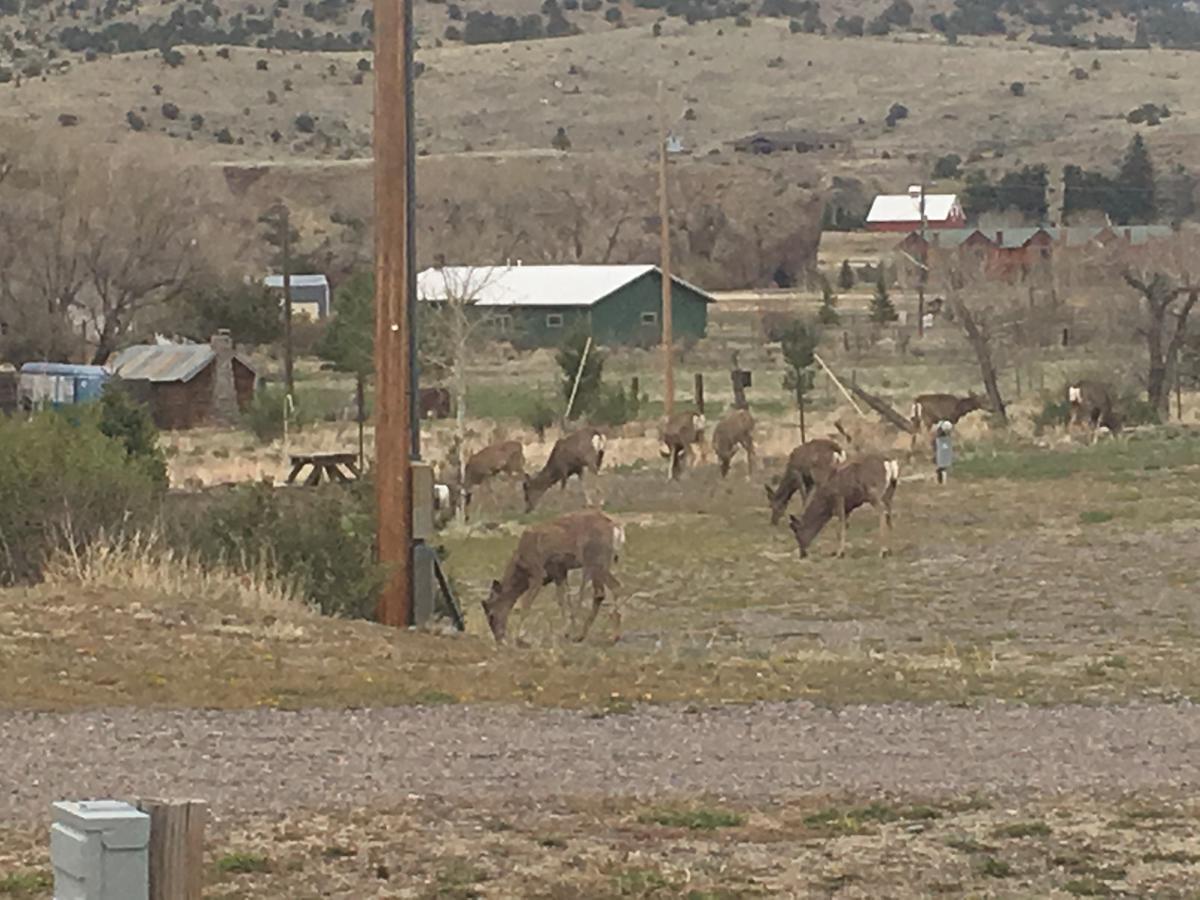 South Fork Lodge&RV Park Colorado Exterior foto